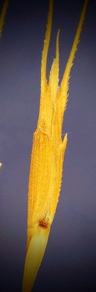 Aegilops speltoides fruit