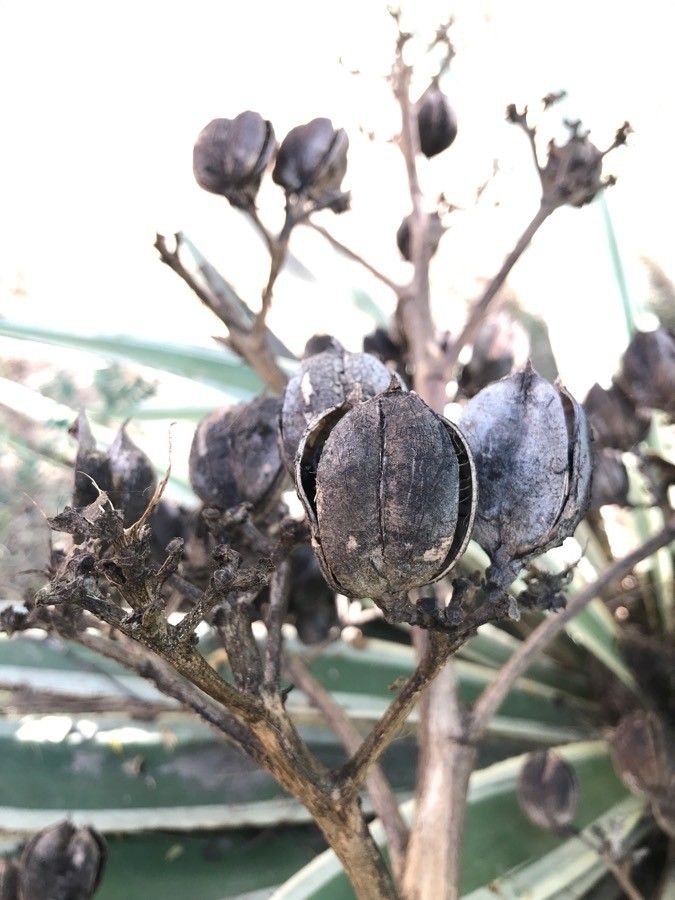 Agave vivipara fruit