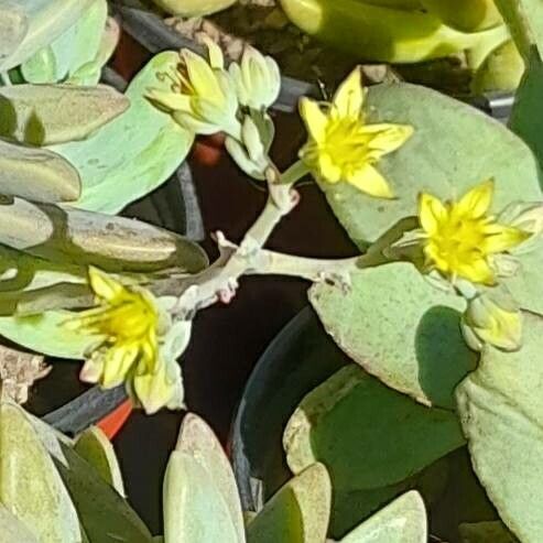 Sedum obtusatum flower