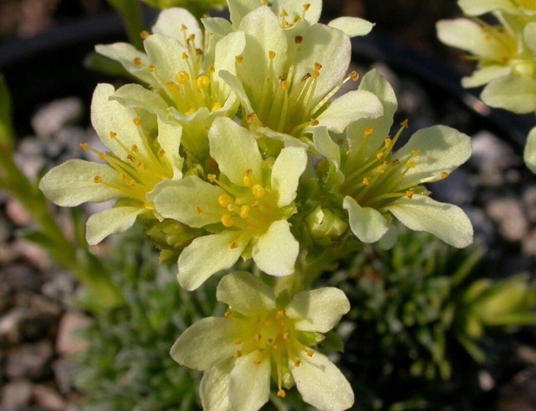 Saxifraga sedoides flower