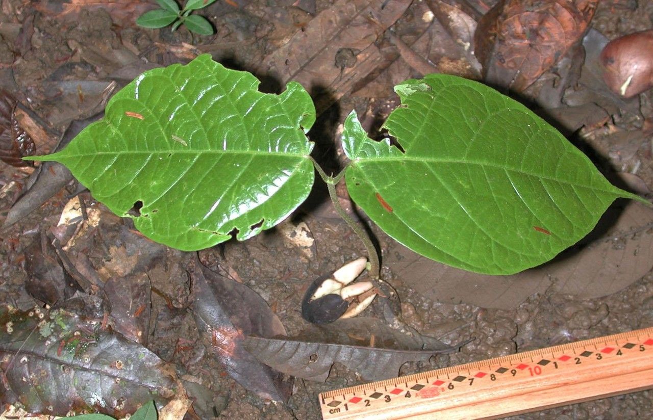 Sterculia recordiana — houseplant care guide