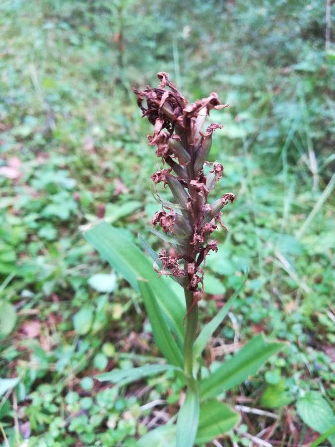 Anacamptis coriophora fruit