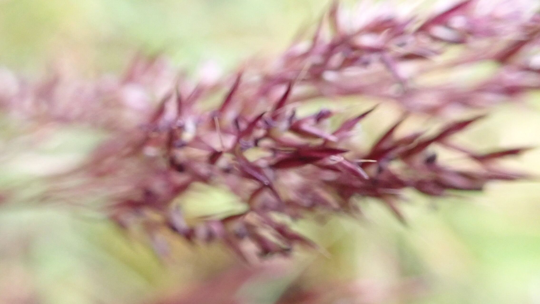 Calamagrostis lahulensis — search result for 'Calamagrostis'