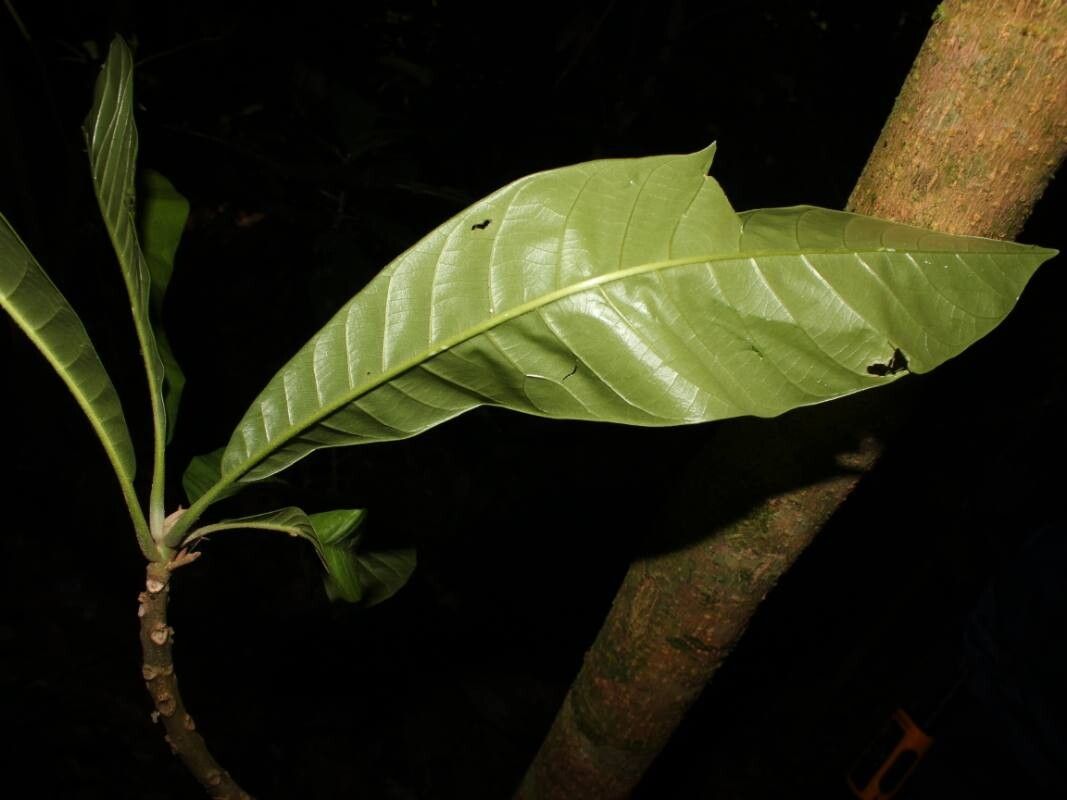 Pouteria fossicola — houseplant care guide