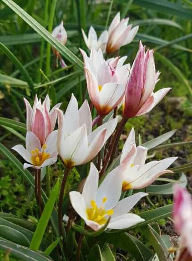 Tulipa cretica flower