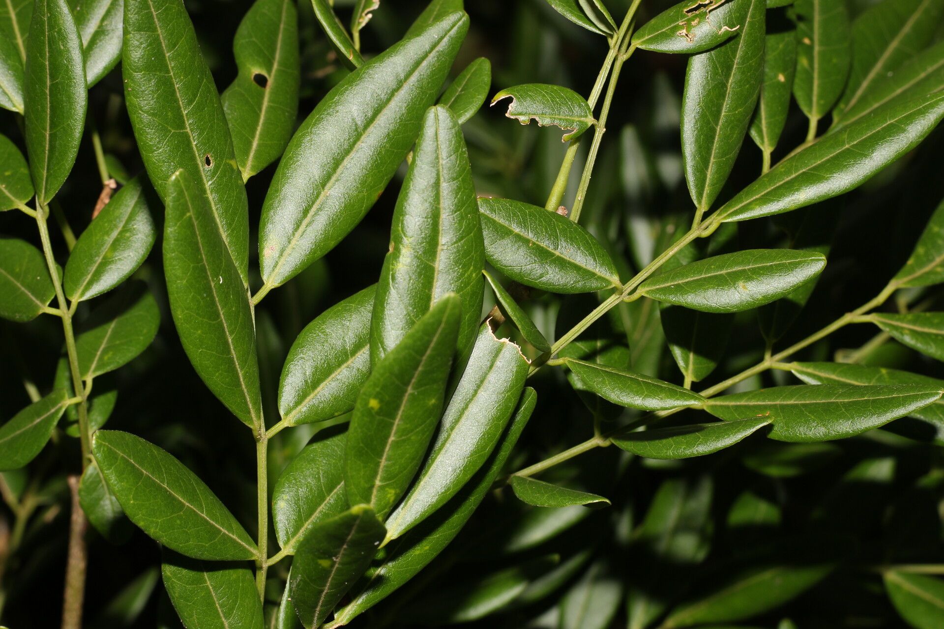 Lonchocarpus schiedeanus leaf