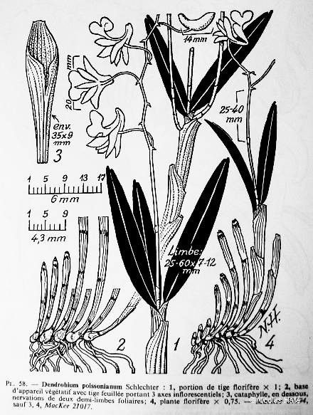 Dendrobium poissonianum other