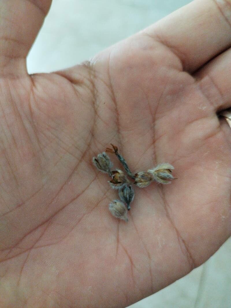 Convolvulus cneorum fruit