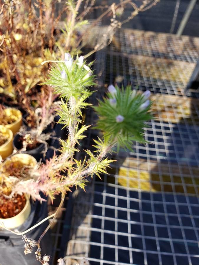 Navarretia squarrosa — search result for 'Navarretia'