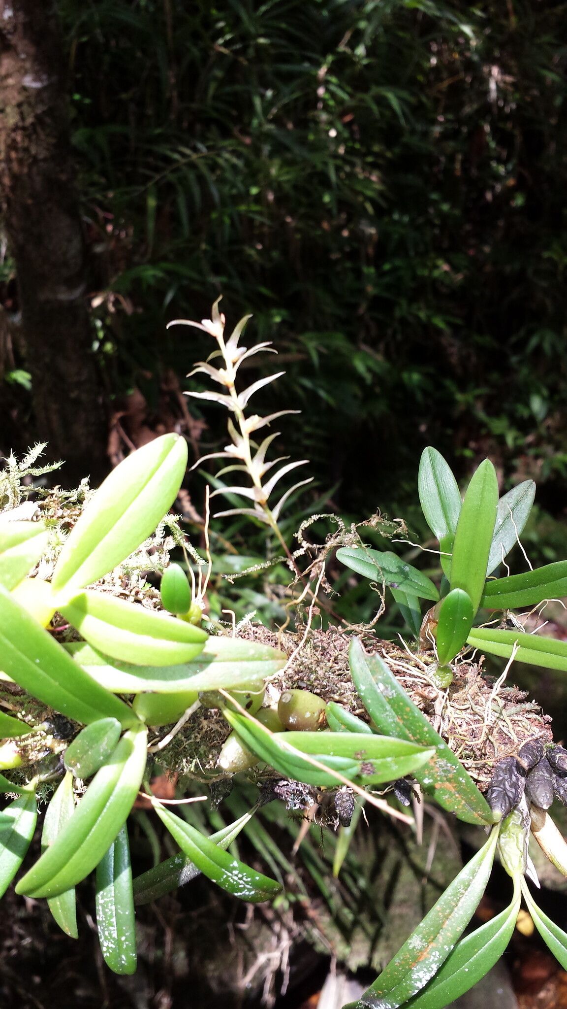Bulbophyllum amoenum habit