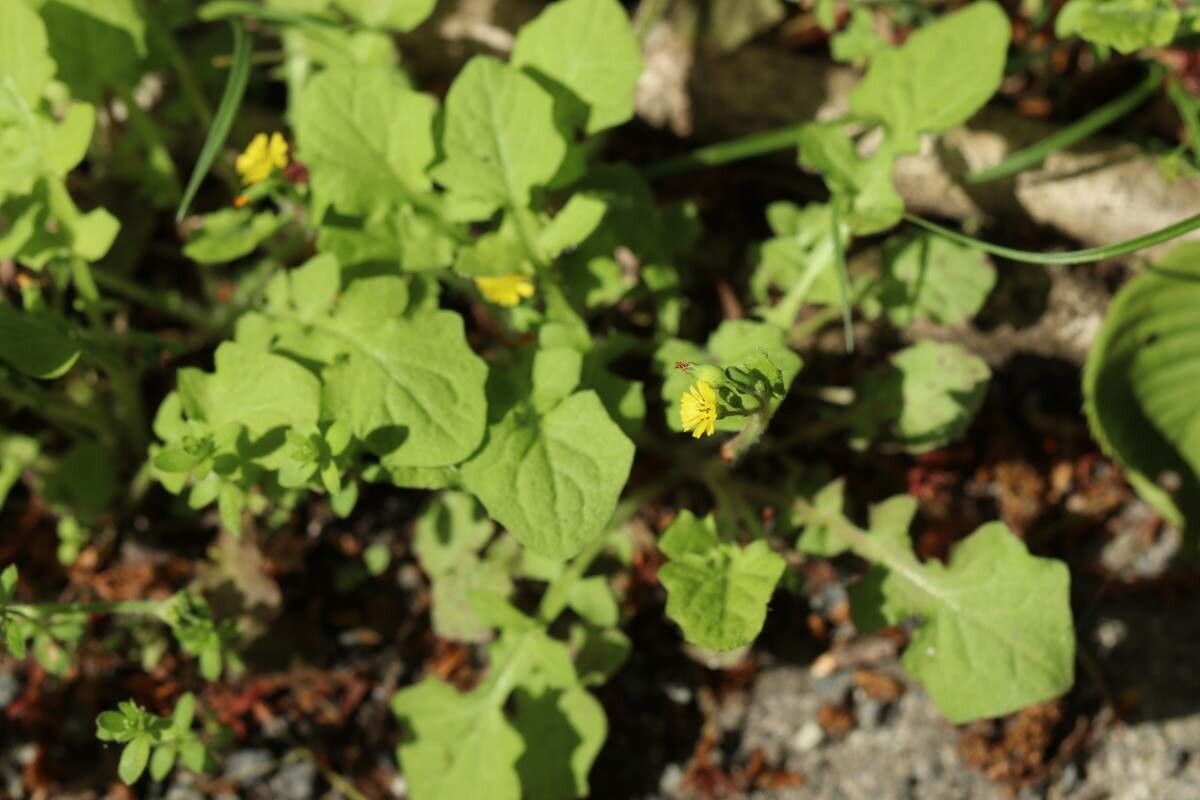 Lapsanastrum humile flower