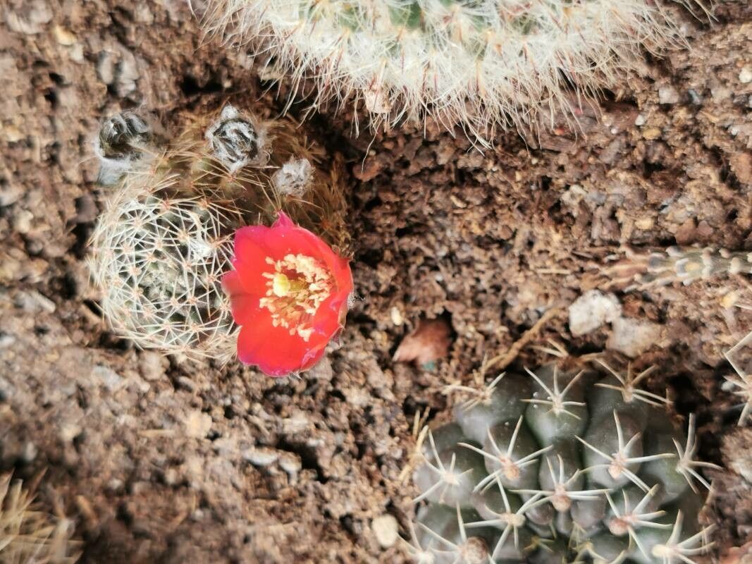Aylostera albopectinata bark
