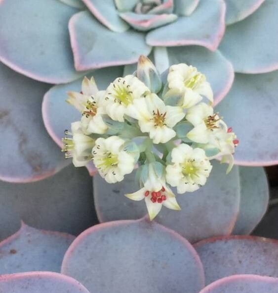 Sedum sinforosanum flower