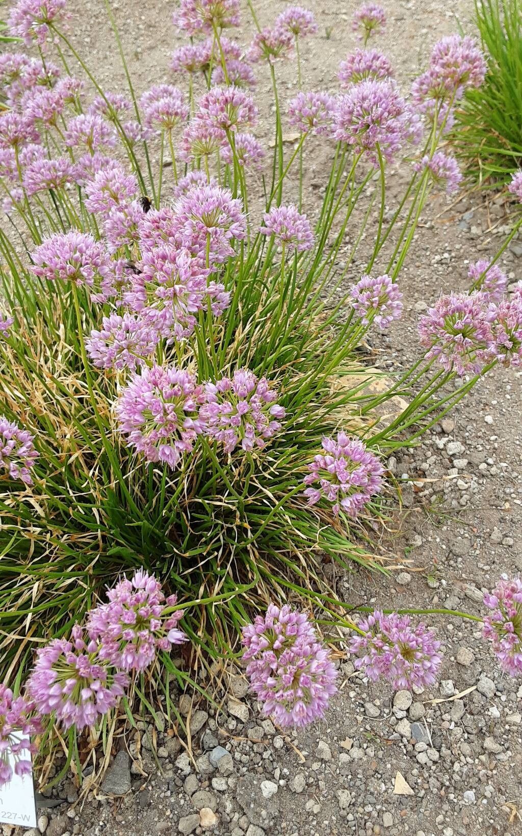 Allium austrosibiricum flower
