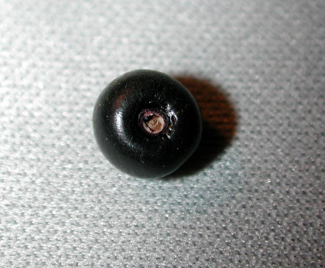 Trichostigma polyandrum other