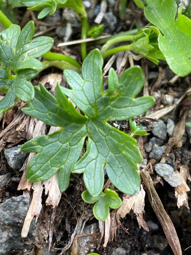 Ranunculus pseudomontanus leaf