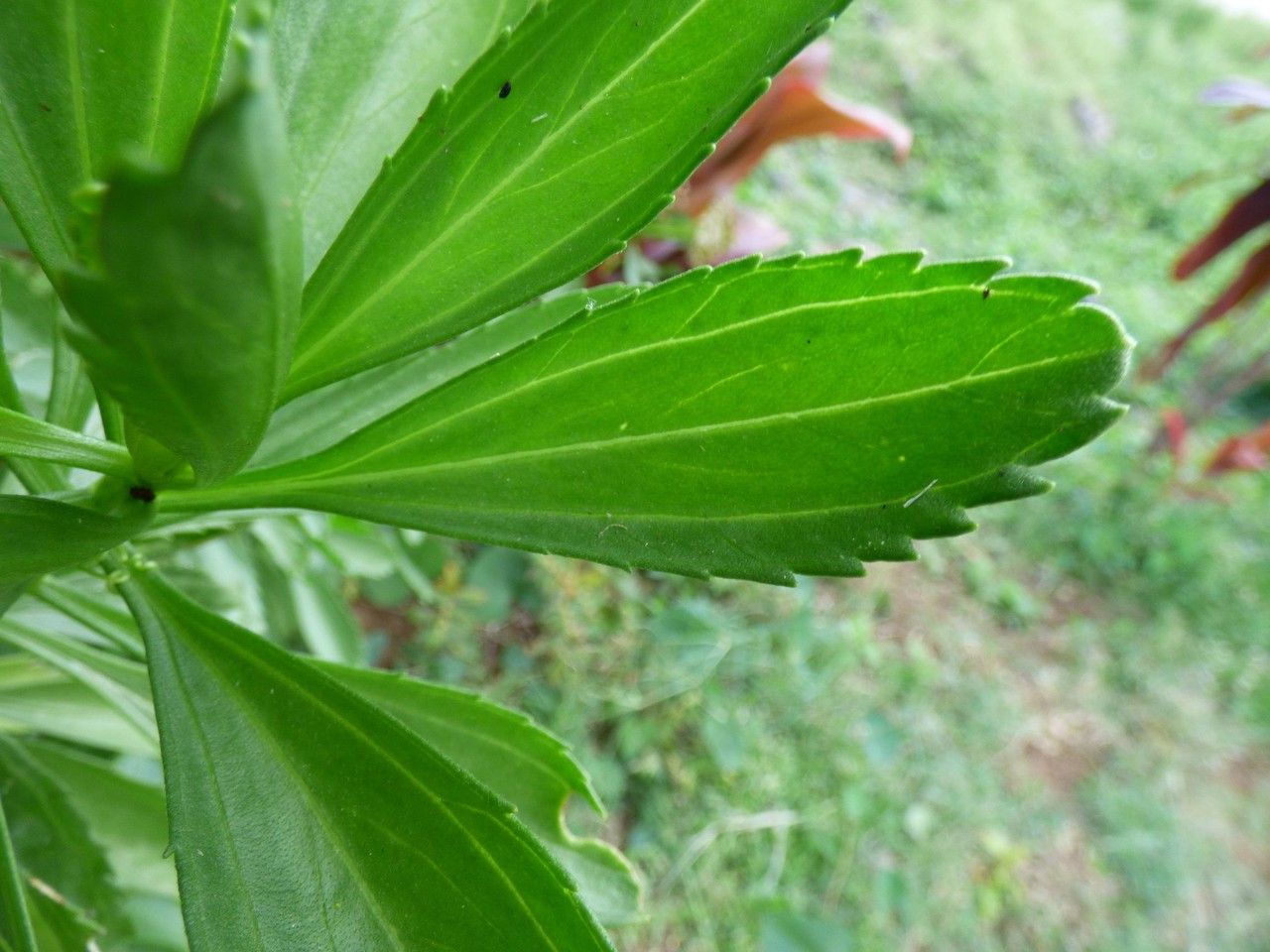 Psiadia retusa — houseplant care guide