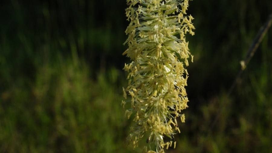 Koeleria albescens flower
