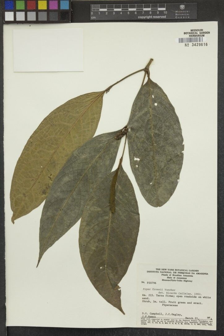 Piper froesii — houseplant care guide