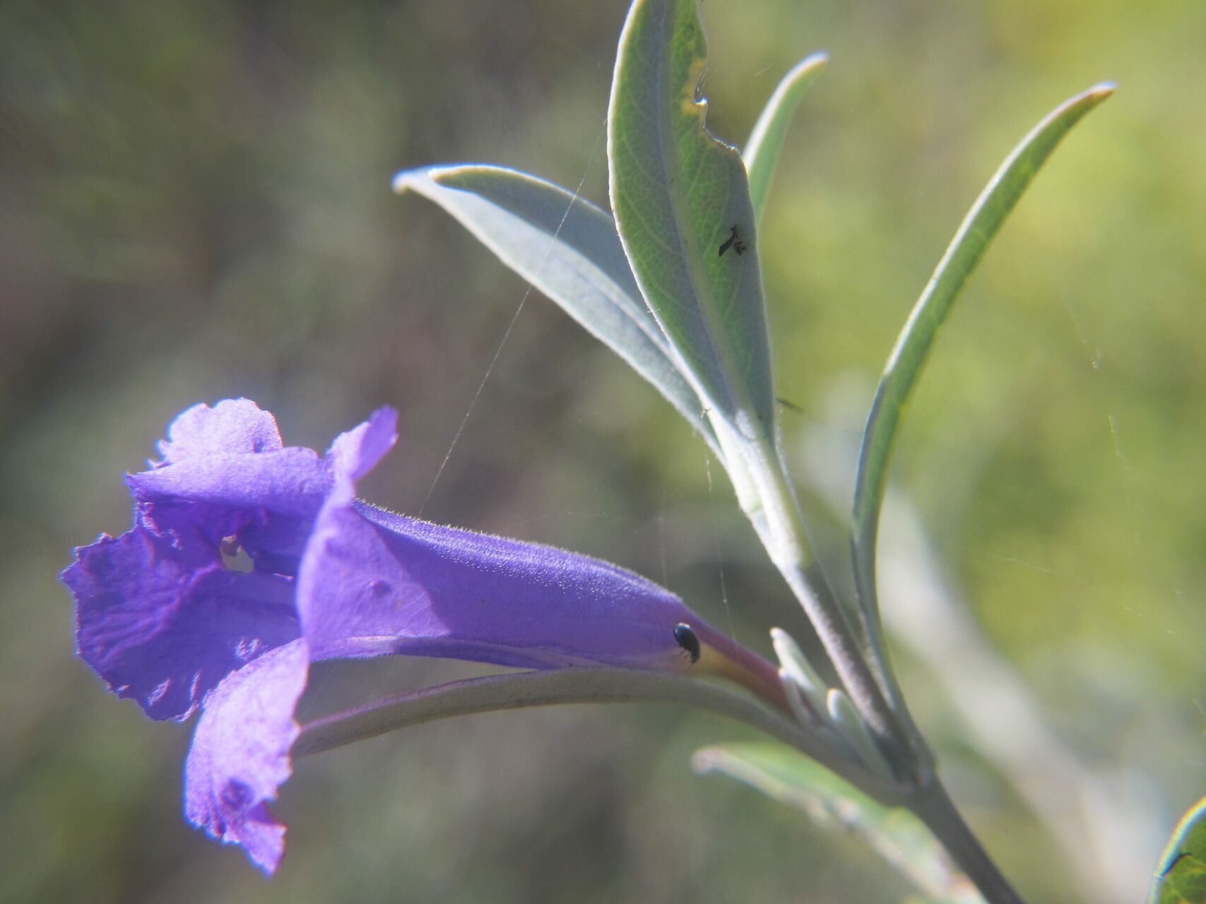 Ruellia latisepala — search result for 'Ruellia'