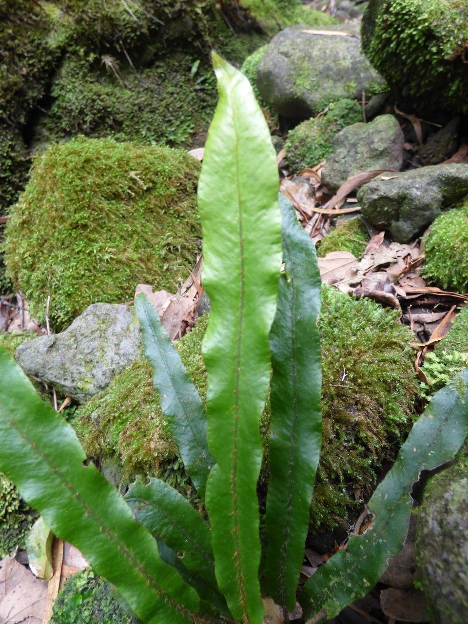 Elaphoglossum aubertii leaf