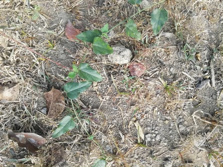 Cocculus hirsutus leaf