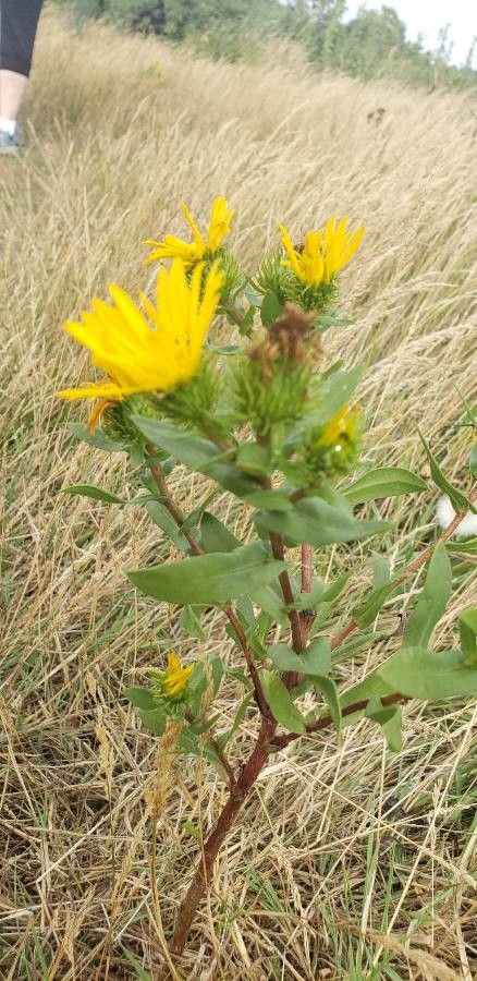 Grindelia lanceolata — houseplant care guide