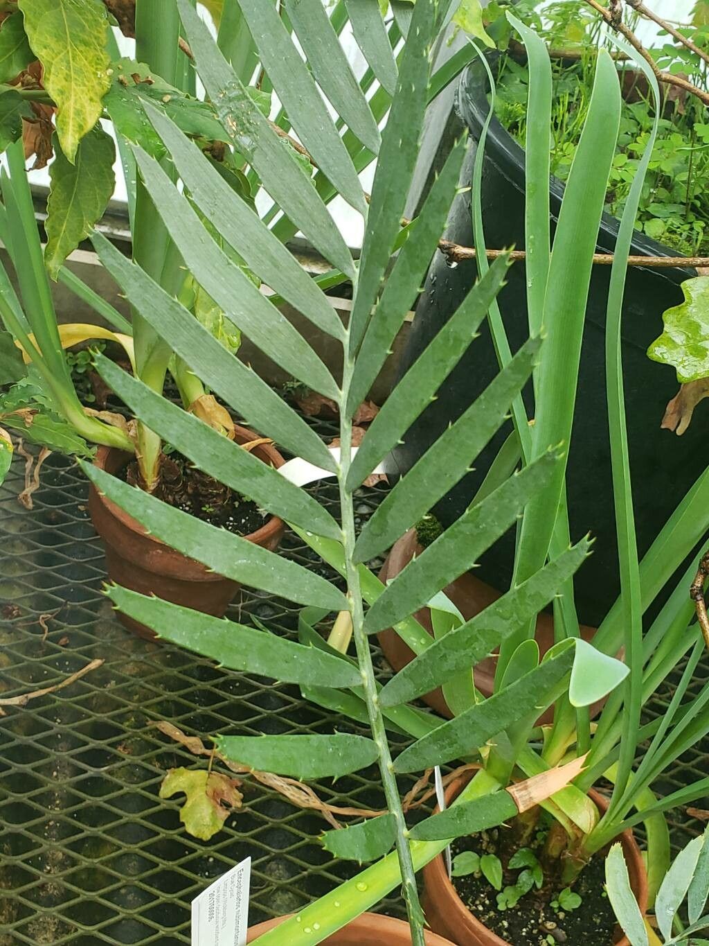 Encephalartos nubimontanus — search result for 'Encephalartos'