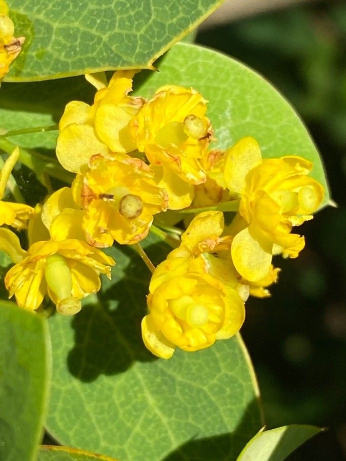 Berberis pruinosa flower