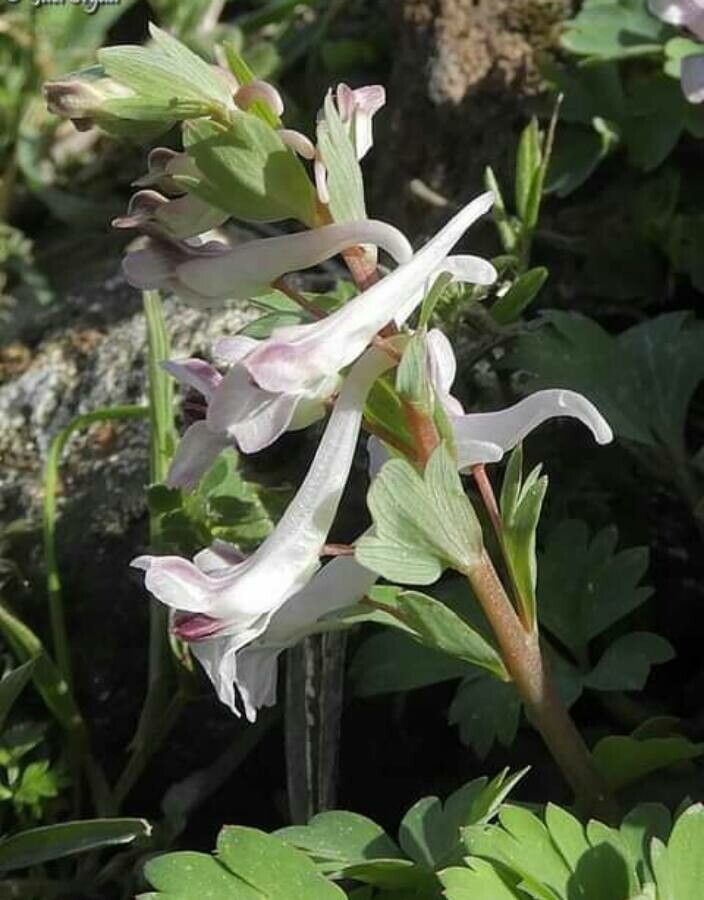 Corydalis triternata flower