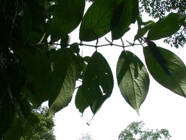 Piper culebranum other