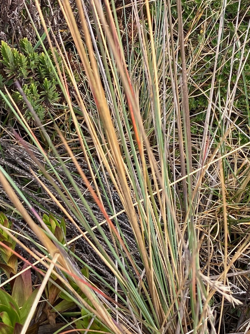 Festuca asplundii leaf