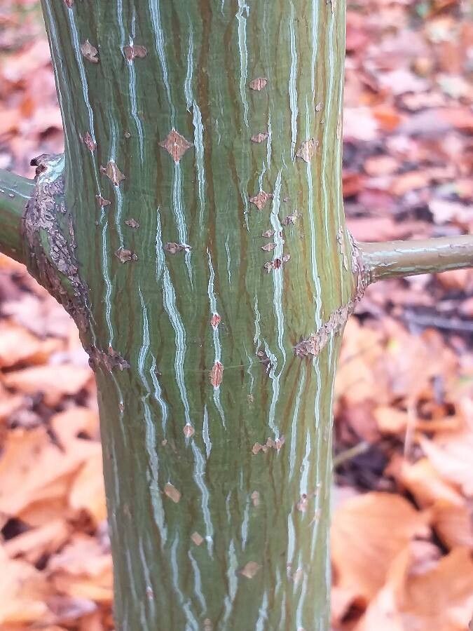 Acer rufinerve bark