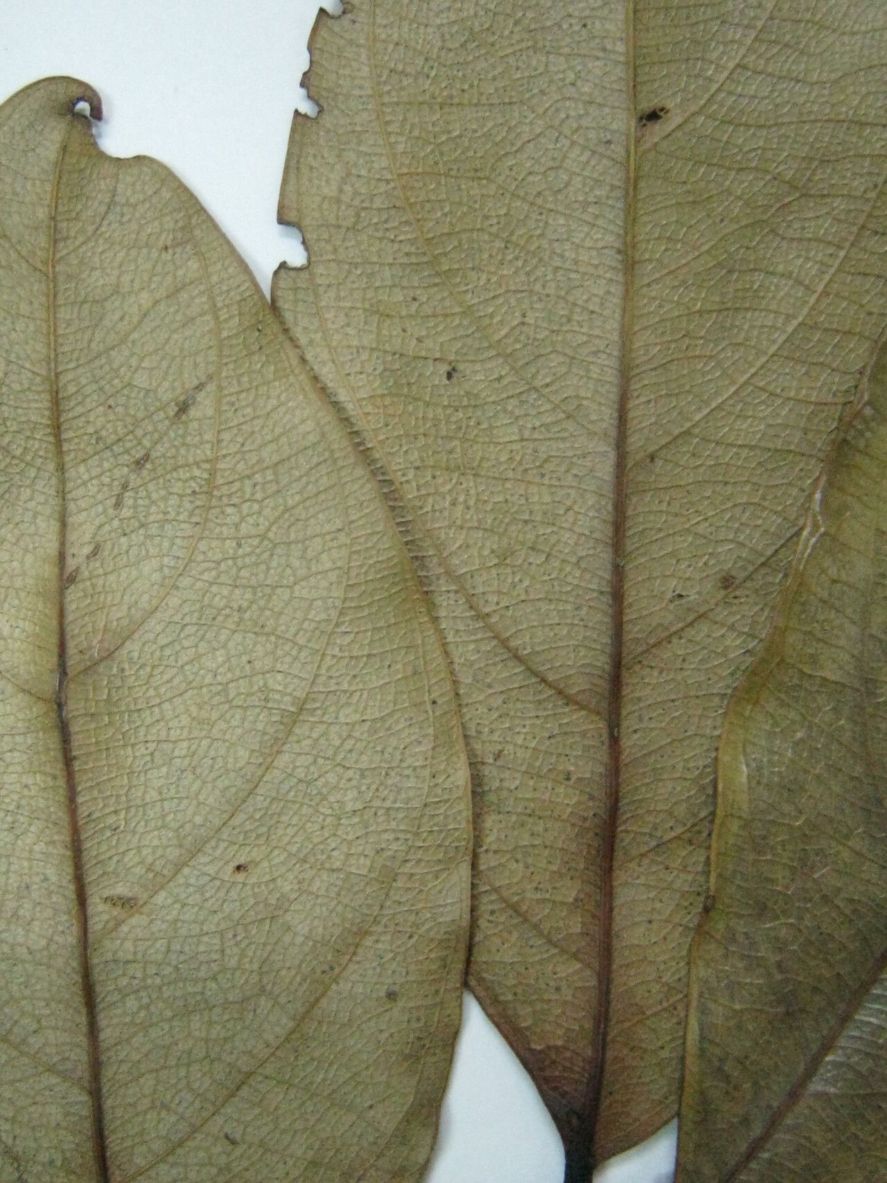 Cedrelinga cateniformis — houseplant care guide