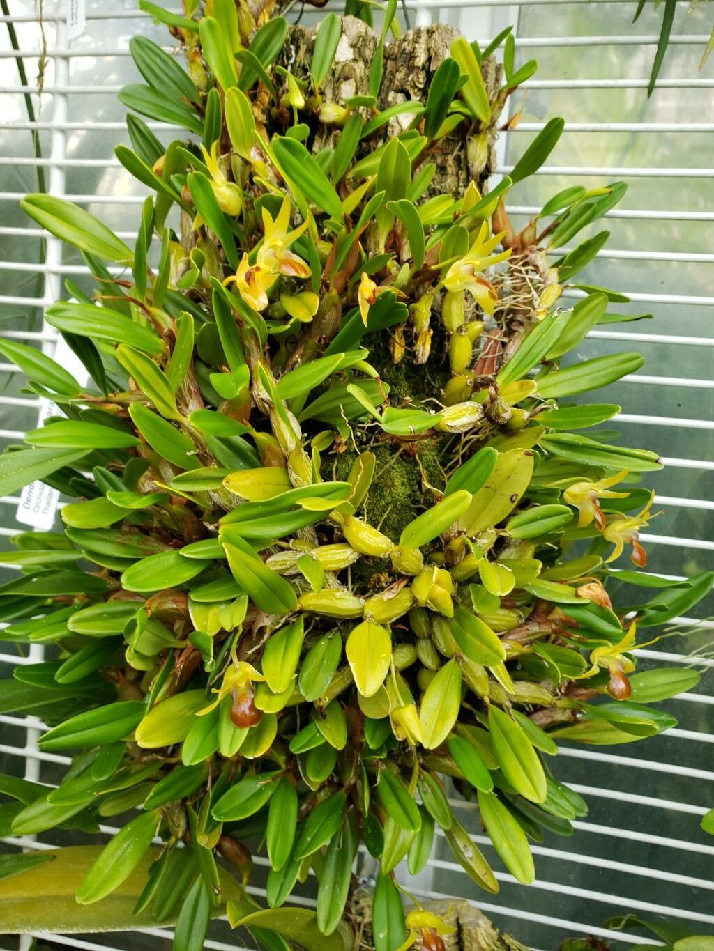 Dendrobium nakaharae habit