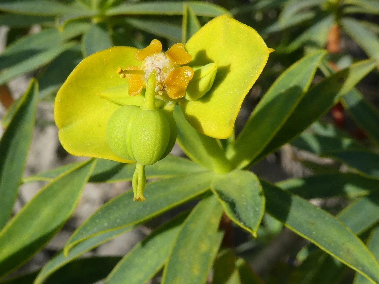 Euphorbia dendroides flower