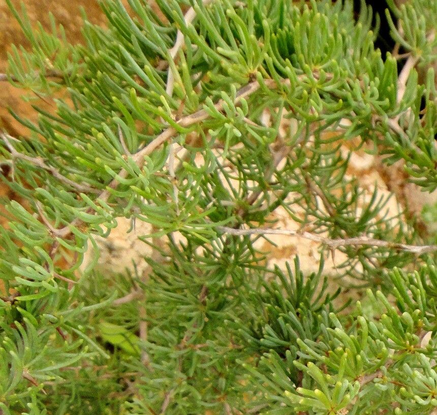 Asparagus pastorianus — houseplant care guide