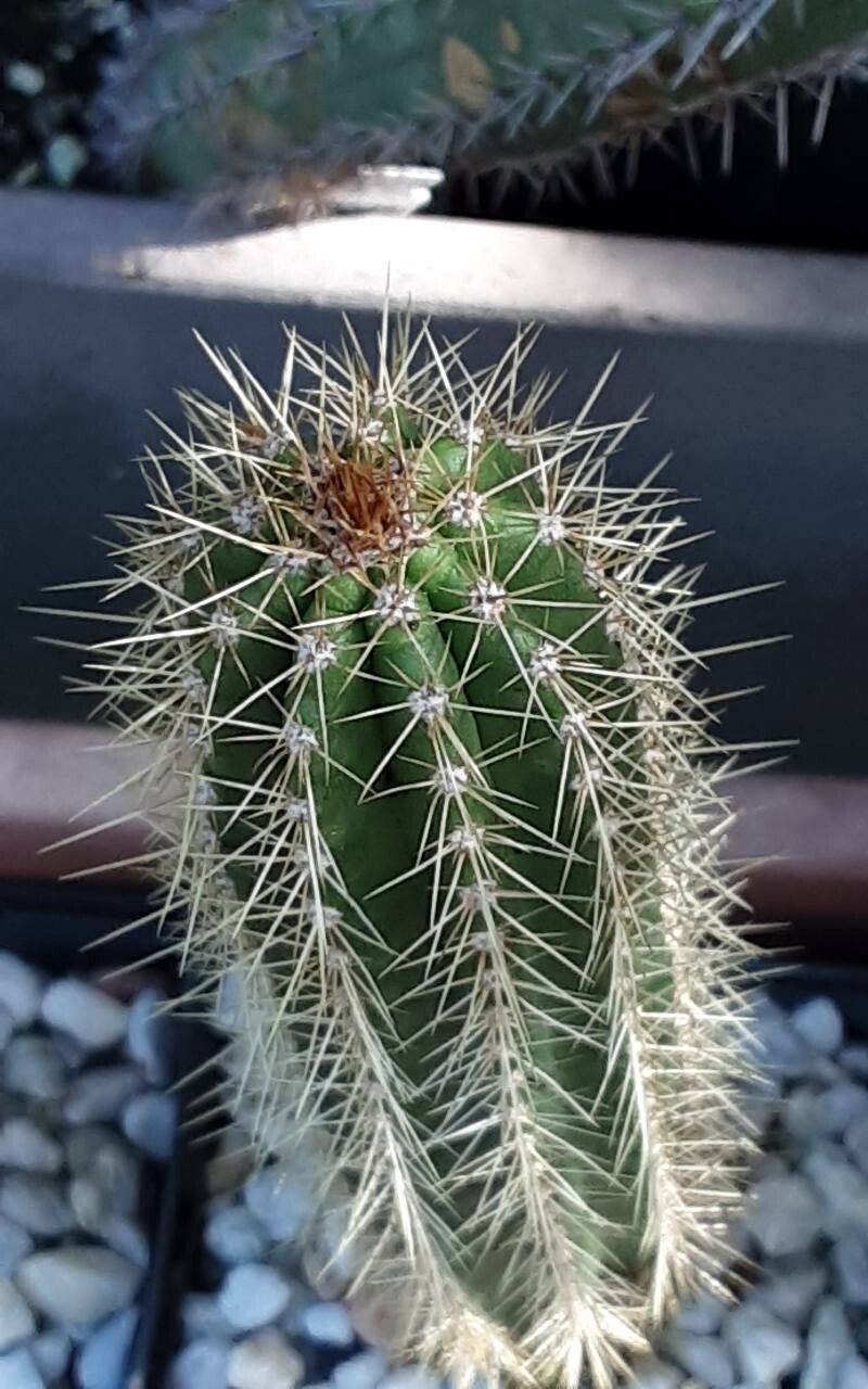 Pilosocereus robinii other