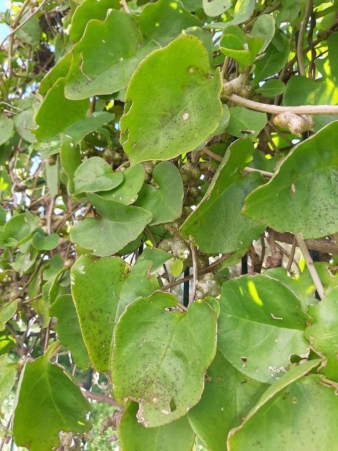 Cissus rotundifolia leaf