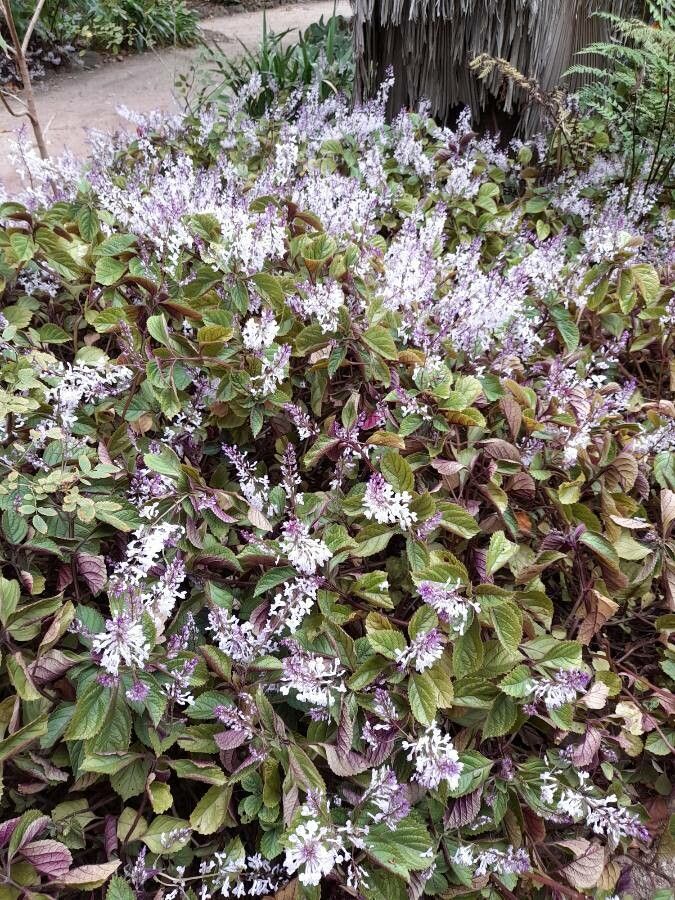 Plectranthus ciliatus habit