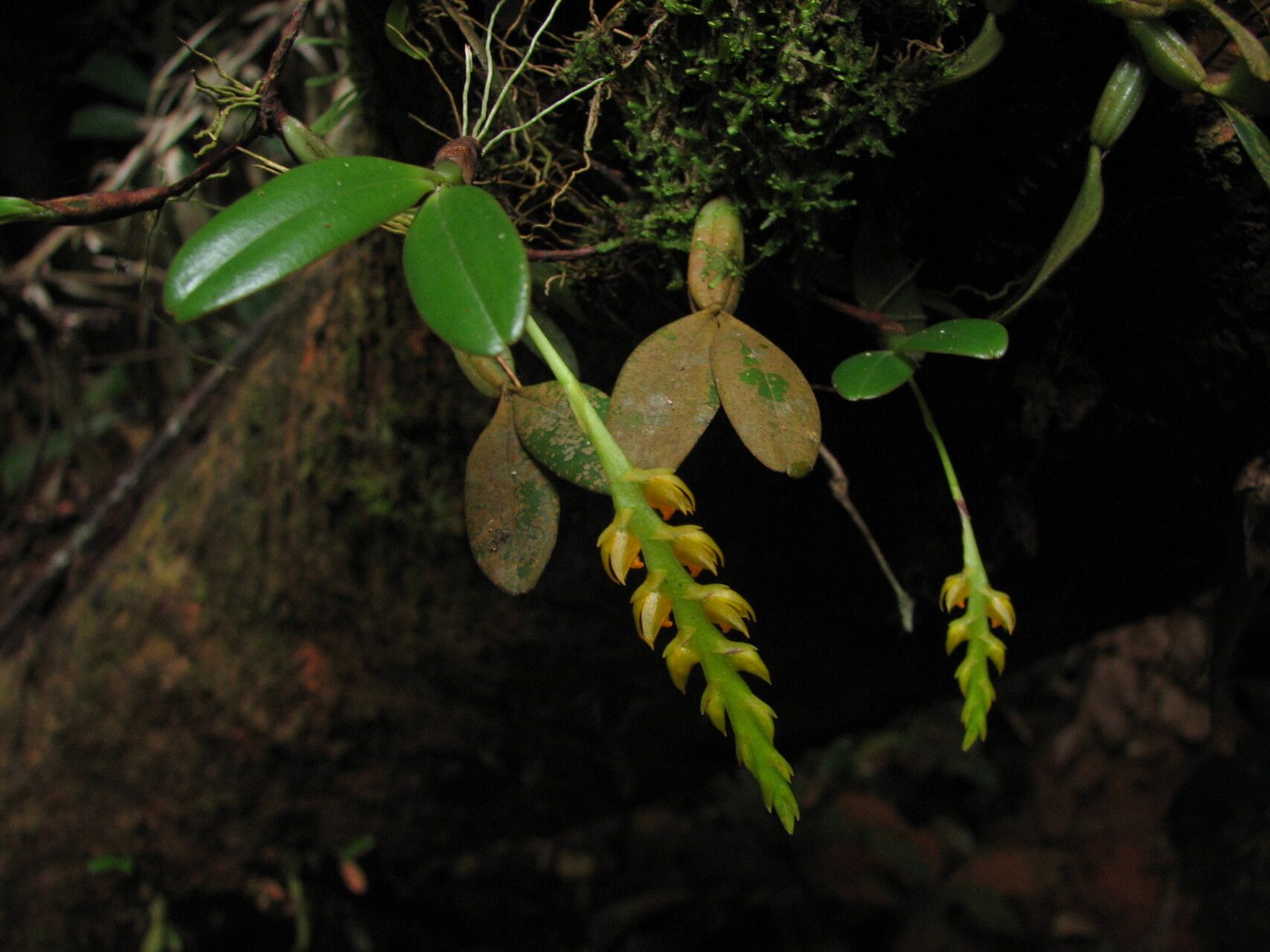Bulbophyllum fuscum habit