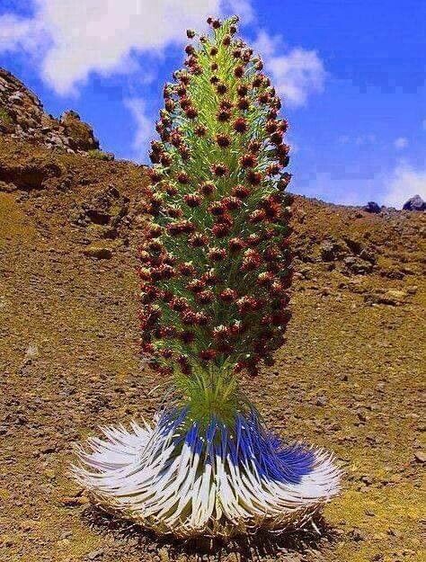 Argyroxiphium sandwicense flower