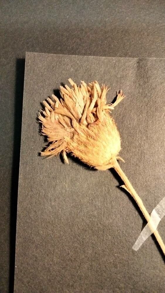 Centaurea exarata flower