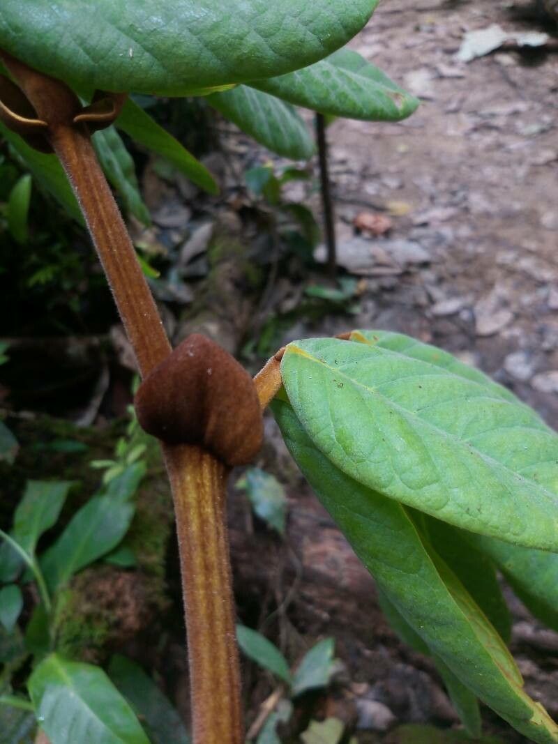 Swartzia panacoco leaf