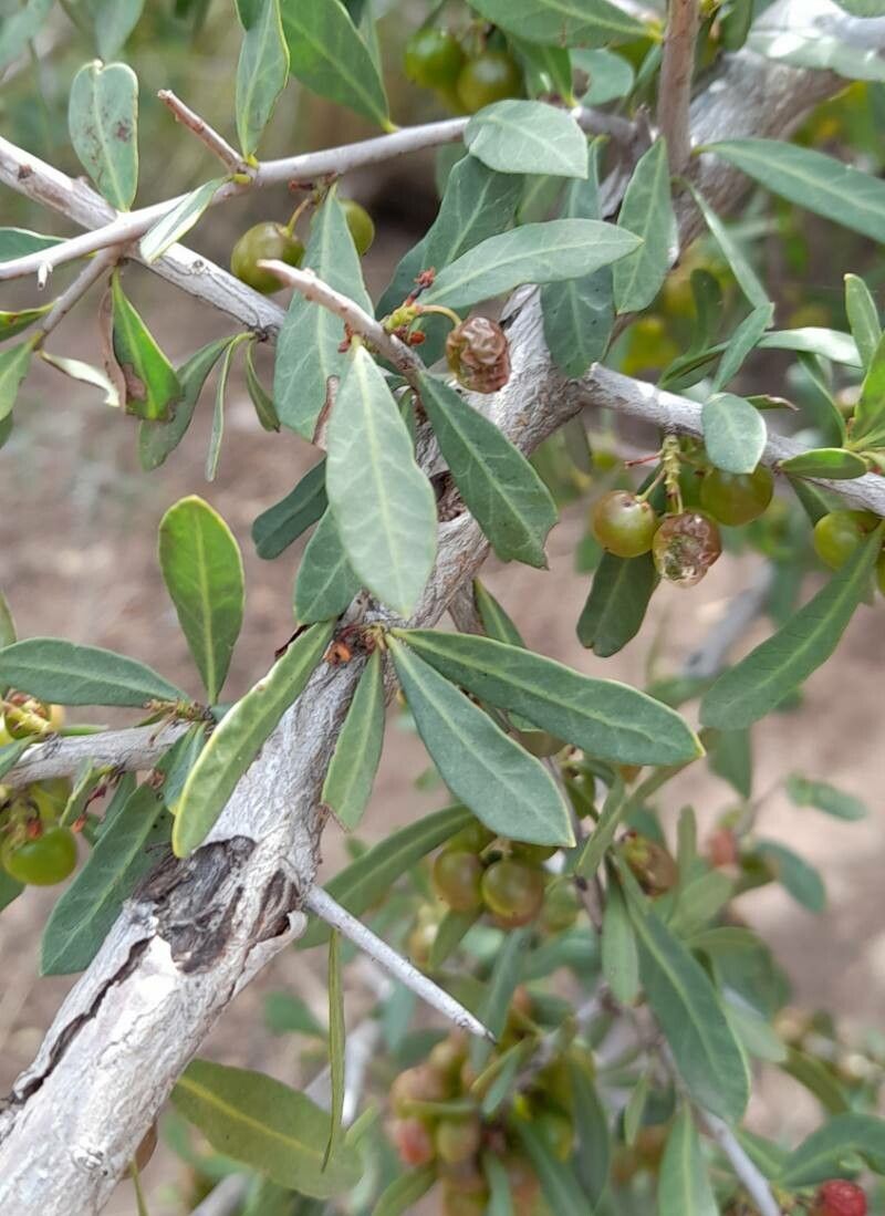 Schinus longifolia — search result for 'Anacardiaceae'