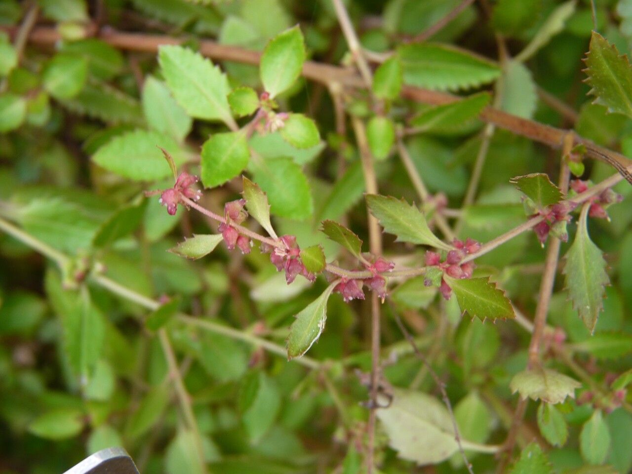 Haloragis erecta leaf