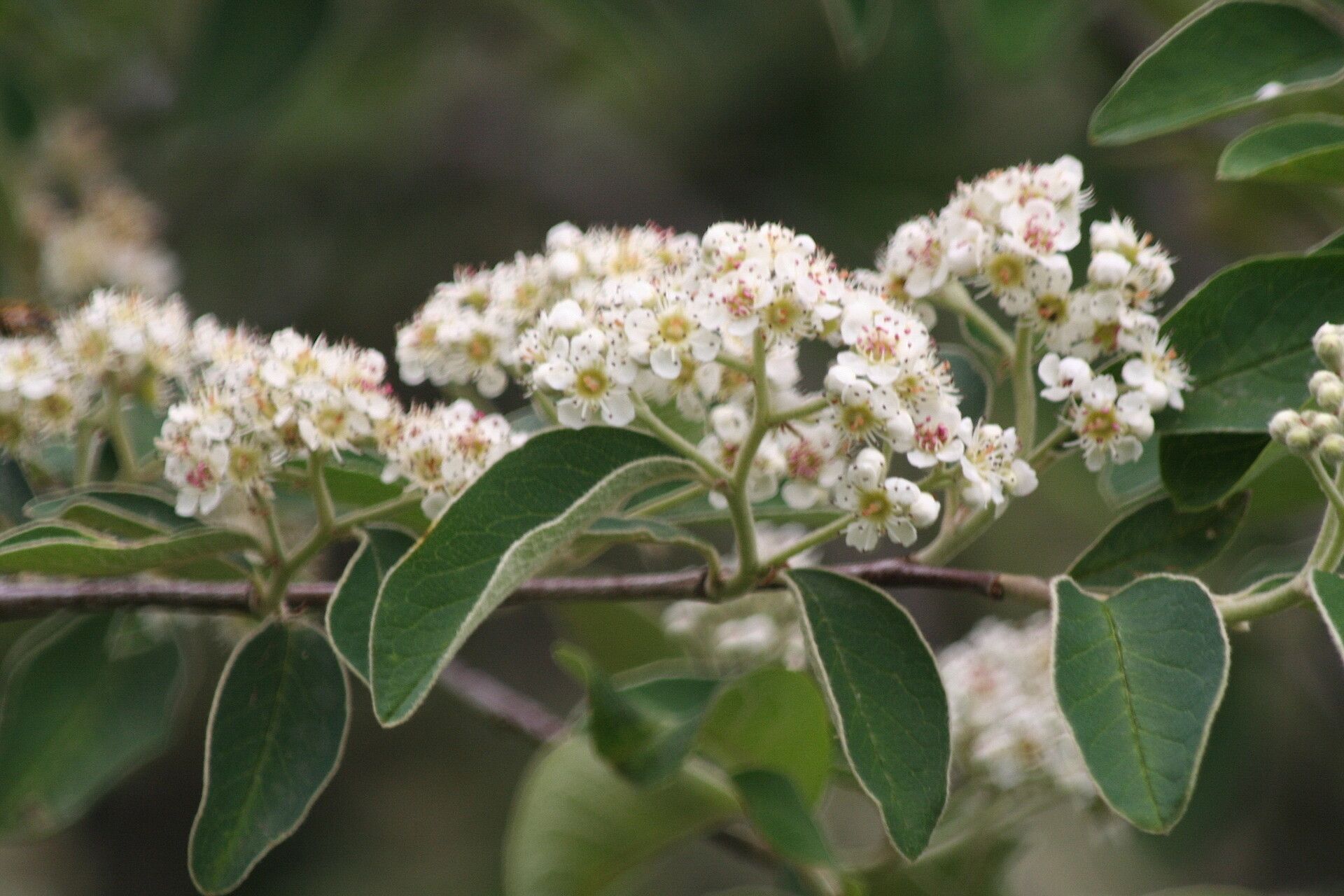 Cotoneaster racemiflorus flower