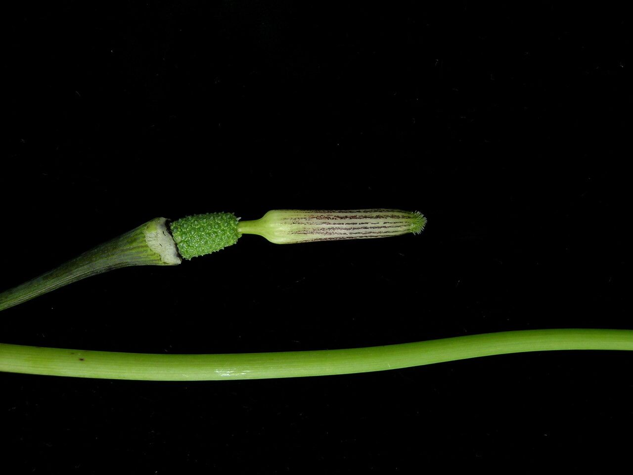 Arisaema echinatum fruit