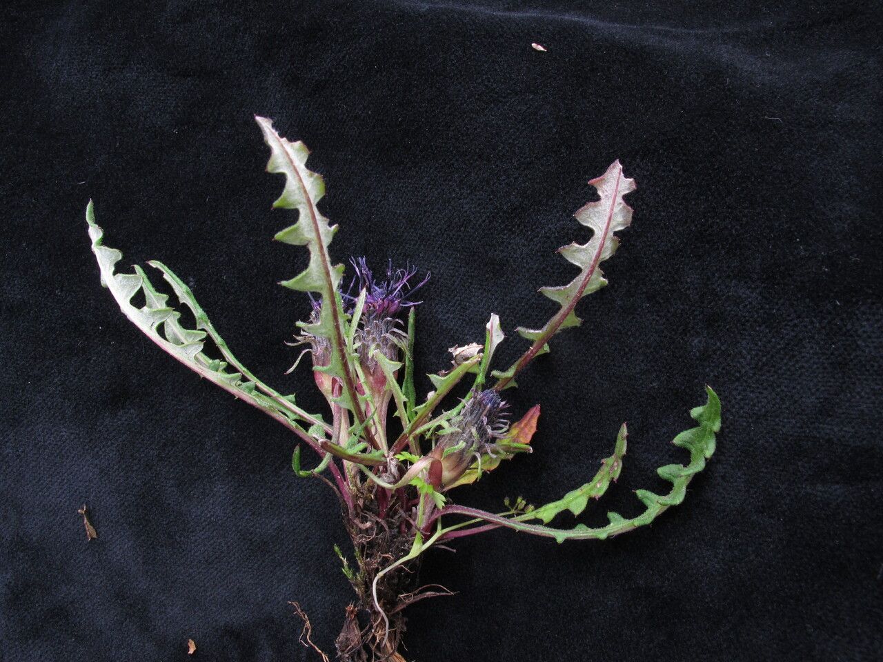 Saussurea taraxacifolia habit