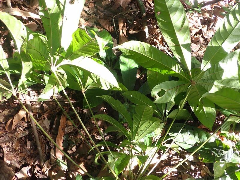 Cola pachycarpa leaf